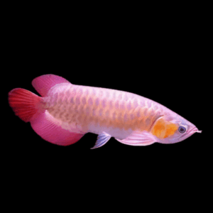 A1 Malaysian Banjar Red Arowana Scleropages Formosus 20cm