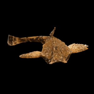 Banjo Catfish Bunocephalus Coracoideus 5cm