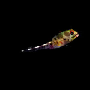 Barnacle Blenny Acanthemblemaria Macrospilus