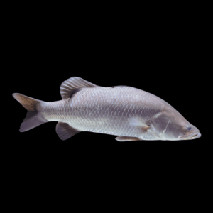 Barramundi Silver Grouper Lates Calcarifer 10cm