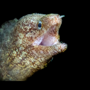Barred Fin Moray Eel Gymnothorax Zonipectis