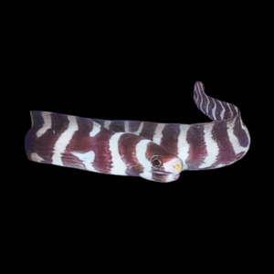Barred Moray Eel Echidna Polyzona