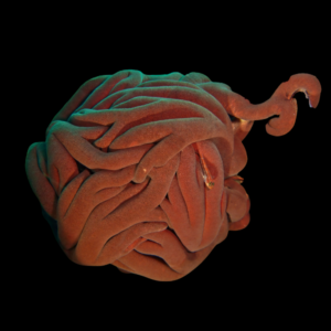 Basket Starfish Astroboa Ernae