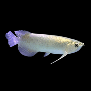 Batik Arowana Scleropages Inscriptus 20cm