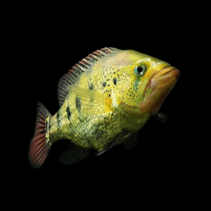 Bay Snook Cichlid Petenia Splendida 5cm