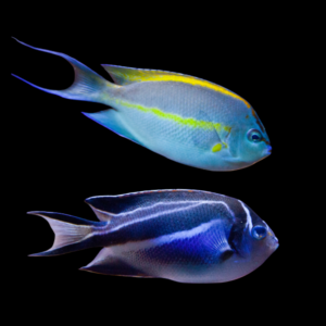 Pair Bellus Angelfish Genicanthus Bellus