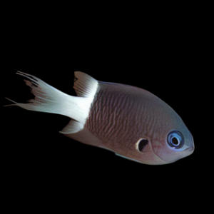 Bicolour Chromis Pycnochromis Margaritifer