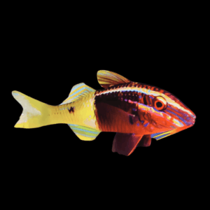 Bicolour Goat Fish Parupeneus Barberinoides