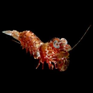 Big Eye Shrimp Metapenaeopsis Lamellata