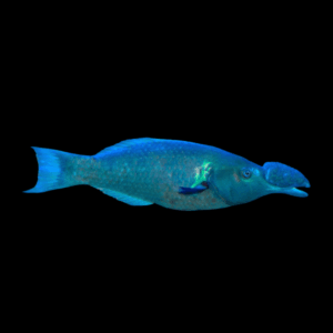 Birdmouth Wrasse Gomphosus Caeruleus Male