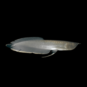 Black Arowana Osteoglossum Ferreirai 20cm