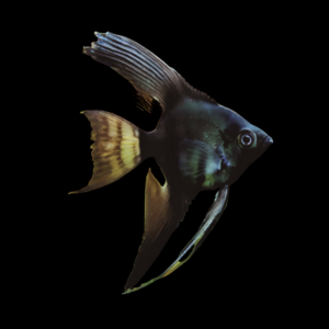 Black Avatar Angelfish Pterophyllum Scalare 4cm