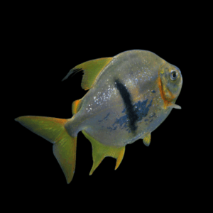 Black Banded Pacu Wide Bar Dollar Myleus Schomburgkii 5cm