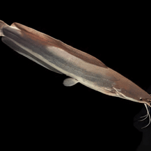 Black Clarias Anglolensis 5cm