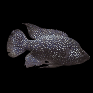 Black Diamond Madagascar Cichlid Paratilapia Polleni 5cm