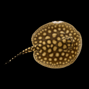 Freshwater Black Diamond x P14 Pearl Hybrid Stingray Potamotrygon Sp 20cm