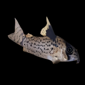 Black Fin Corydoras Leucomelas 3cm Catfish