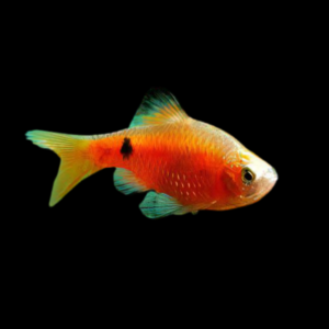 Black Fin Rosy Barb Pethia Conchonius 4cm