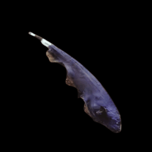 Black Ghost Knife Fish Apteronotus Albifrons 10cm