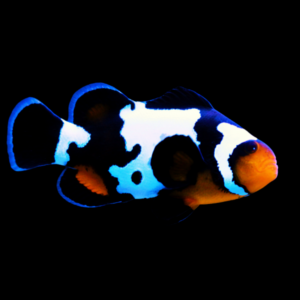 Black Ice Snowflake Clownfish Amphiprion Ocellaris