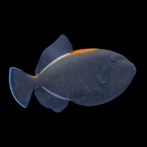Black Indian Trigger Fish Melichthys Indicus