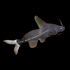 Black Lancer Catfish Bagrichthys Macracanthus 5cm