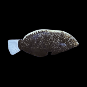 Black Leopard Wrasse Macropharyngodon Negrosensis