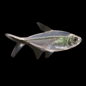 Black Line Tail Tetra Moenkhausia Costae 3cm