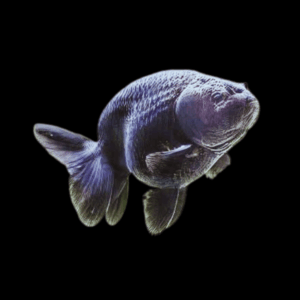 Black Lionhead Ranchu Goldfish Carassius Auratus 5cm