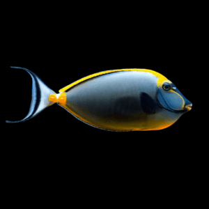 Black Lipstick Naso Tang Naso Lituratus