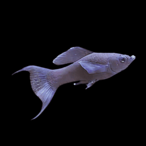 Black Lyretail Molly Poecilia Sphenops 3cm