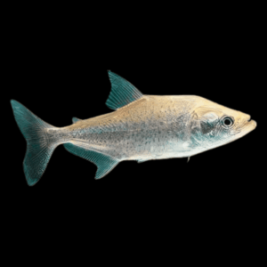 Black Mask Pike Piranha Serrasalmus Elongatus 10cm