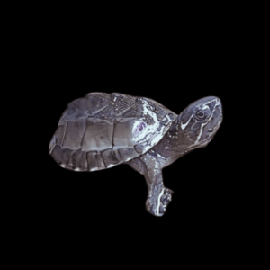 Black Musk Stinkpot Turtle Sternotherus Odoratus Juvenile 5cm