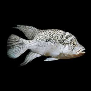 Black Nasty Cichlid Nandopsis Haitiensis 5cm