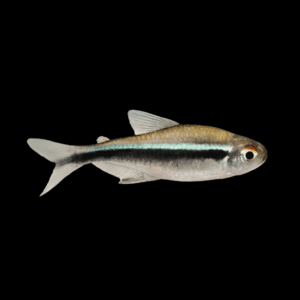 Black Neon Tetra Hyphessobrycon Herbertaxelrodi 2cm