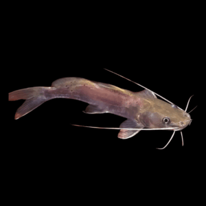 Black Nile Catfish Bagrus Bajad 20cm