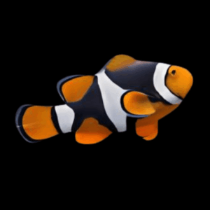 Black Onyx Percula Clownfish Amphiprion Percula