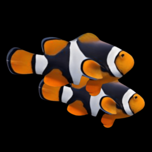 Black Onyx Percula Clownfish Amphiprion Percula Pair