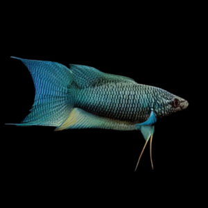 Black Paradise Fish Macropodus Opercularis 4cm