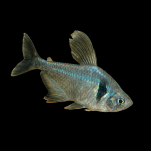 Black Phantom Tetra Hyphessobrycon Megalopterus 2cm