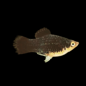 Black Platy Xiphophorus Maculatus 3cm