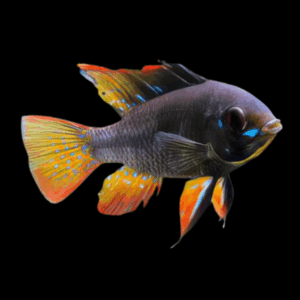 Black Ram Mikrogeophagus Ramirezi 3cm