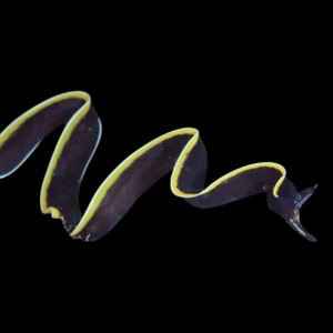 Black Ribbon Eel Rhinomuraena Quaesita