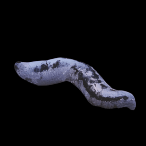 Black Sea Cucumber Holothuria Atra