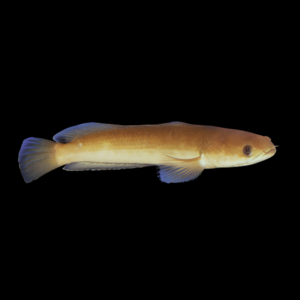 Black Snakehead Channa Melasoma 15cm