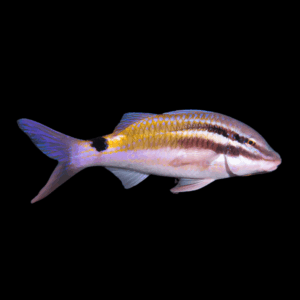 Black Spot Sweeper Goat Fish Parupeneus Spilurus