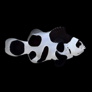 Black Storm Clownfish Amphiprion Ocellaris