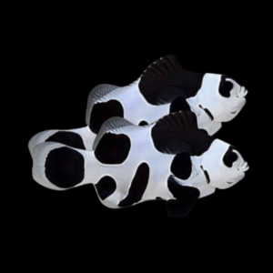 Black Storm Clownfish Amphiprion Ocellaris Pair