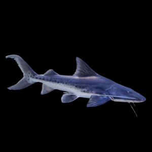 Black Tail Piraiba Goliath Catfish Brachyplatystoma Capapretum 10cm