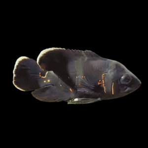 Black Tiger Oscar Astronotus Ocellatus